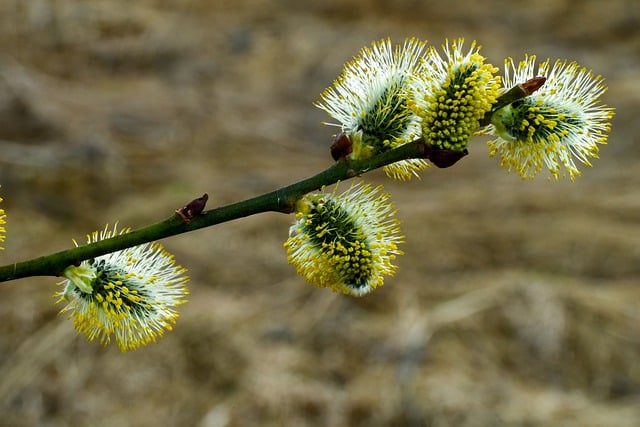 Free download willow branch pollen bloom spring free picture to be edited with GIMP free online image editor