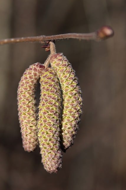 Free download willow catkin bush blossom branch free picture to be edited with GIMP free online image editor