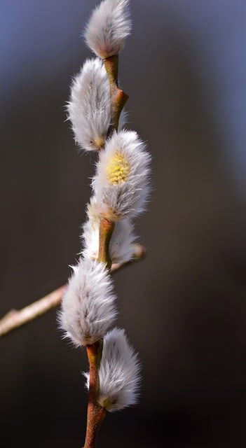 Free download willow catkin kitten nature plant free picture to be edited with GIMP free online image editor