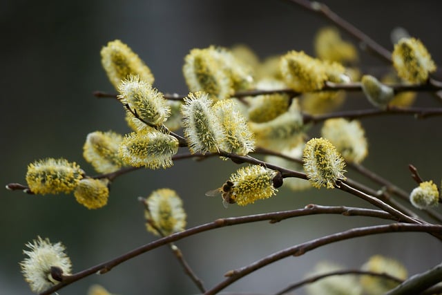 Free download willow catkin plant bee bee food free picture to be edited with GIMP free online image editor
