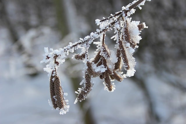 Free download willow catkin ripe frost free picture to be edited with GIMP free online image editor