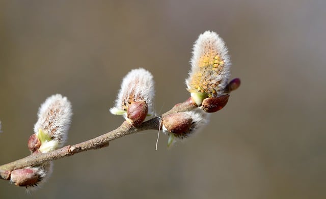 Free download willow catkins catkins pussy willow free picture to be edited with GIMP free online image editor