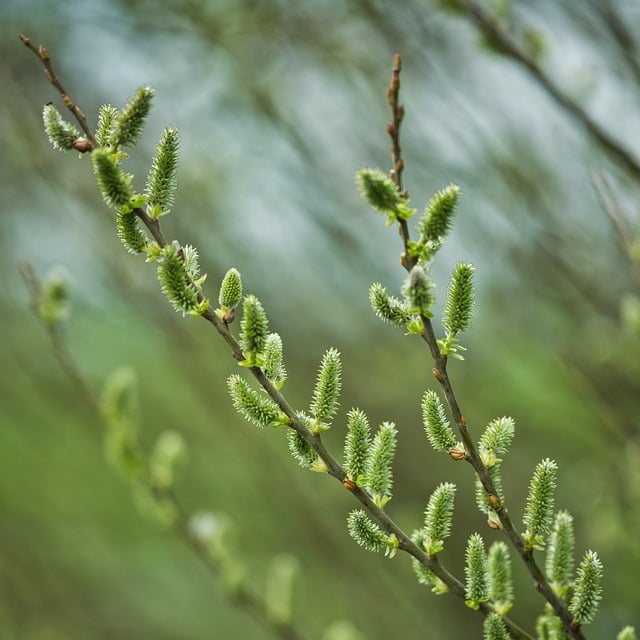 Free download willow catkins spring free picture to be edited with GIMP free online image editor