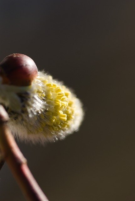 Descarga gratuita Willow Catkins Spring Seeds Imagen gratuita para editar con el editor de imágenes en línea gratuito GIMP