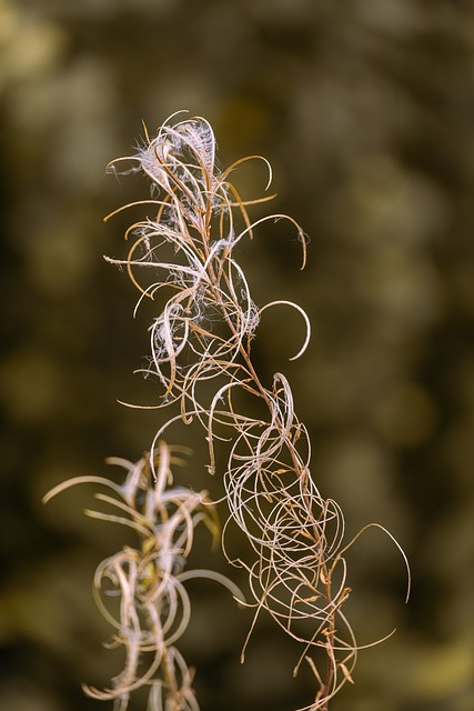Free download willowherb plant withered nature free picture to be edited with GIMP free online image editor