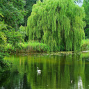 Willow shadow by the lake  screen for extension Chrome web store in OffiDocs Chromium
