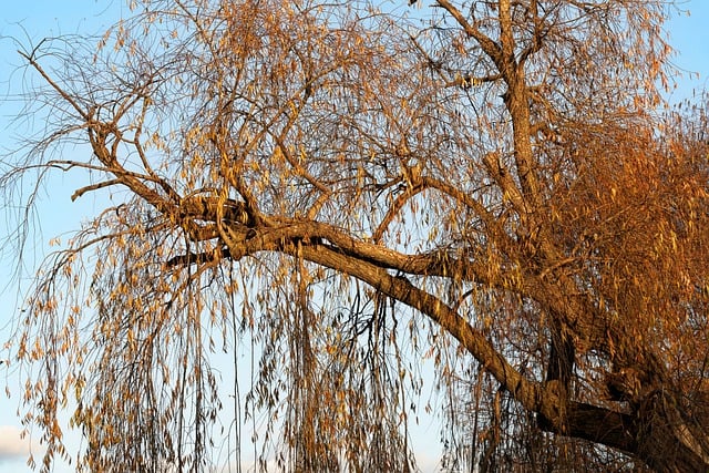Free download willow tree branches leaves free picture to be edited with GIMP free online image editor