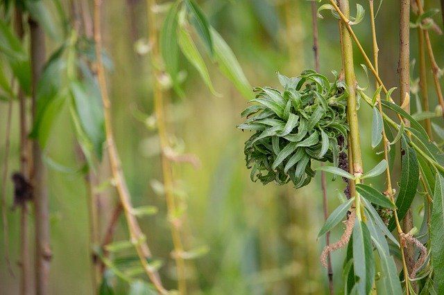 Free download Willow Tree Nature -  free photo or picture to be edited with GIMP online image editor