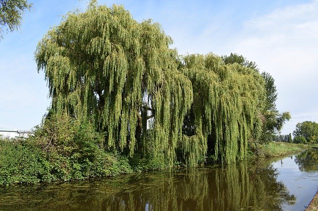 Free download Willow Trees Canal Water -  free photo or picture to be edited with GIMP online image editor