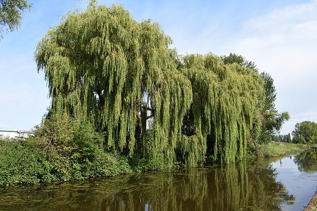 സൗജന്യ ഡൗൺലോഡ് Willow Trees Canal Water - GIMP ഓൺലൈൻ ഇമേജ് എഡിറ്റർ ഉപയോഗിച്ച് എഡിറ്റ് ചെയ്യേണ്ട സൗജന്യ ഫോട്ടോയോ ചിത്രമോ