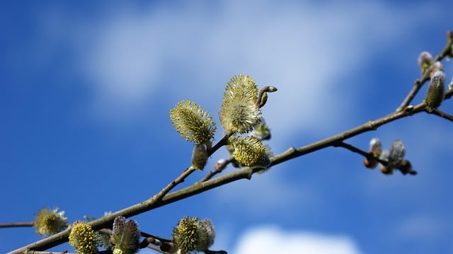 Free download willow willow catkins water willow free picture to be edited with GIMP free online image editor