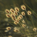 Wind and flowers  screen for extension Chrome web store in OffiDocs Chromium