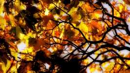 Free download Wind Autumn Foliage -  free video to be edited with OpenShot online video editor