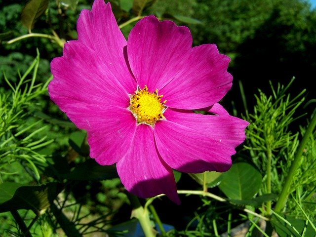 Скачать бесплатно Wind Flower - бесплатную фотографию или картинку для редактирования в онлайн-редакторе GIMP