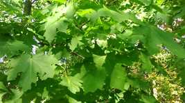 Free download Wind Foliage Clone -  free video to be edited with OpenShot online video editor