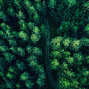 Winding Path Through a Lush Forest  screen for extension Chrome web store in OffiDocs Chromium