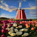 Windmill and tulip wallpaper  screen for extension Chrome web store in OffiDocs Chromium