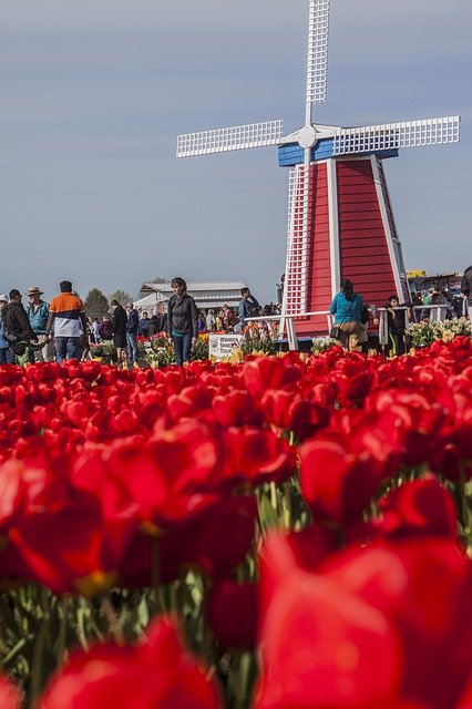 Free picture Windmill Tulips Red -  to be edited by GIMP free image editor by OffiDocs