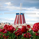 windmill wallpaper  screen for extension Chrome web store in OffiDocs Chromium