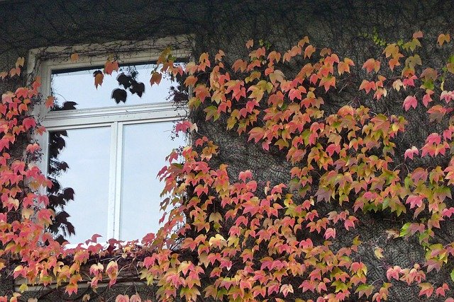 Free download Window Autumn Light -  free photo or picture to be edited with GIMP online image editor