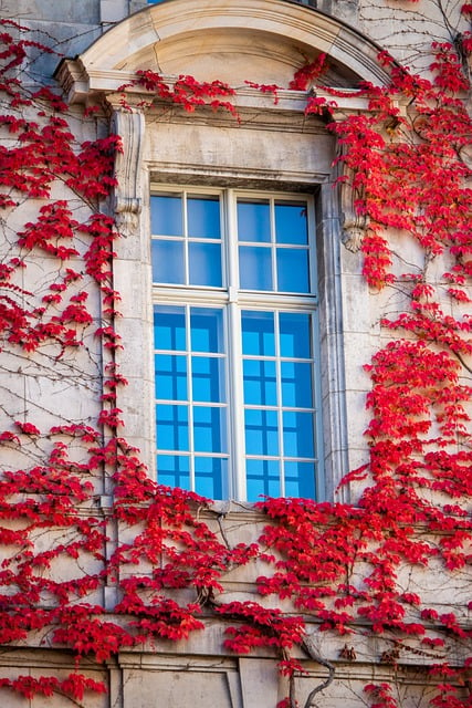 Téléchargement gratuit de l'image gratuite des couleurs d'automne du feuillage de la fenêtre à modifier avec l'éditeur d'images en ligne gratuit GIMP