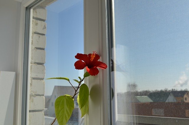 무료 다운로드 Window Hibiscus - 무료 사진 또는 김프 온라인 이미지 편집기로 편집할 사진