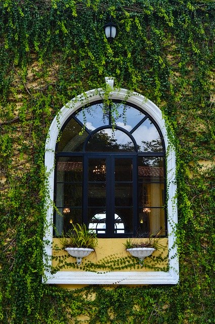 Free download Window Ivy Italy The Façade Of -  free photo or picture to be edited with GIMP online image editor