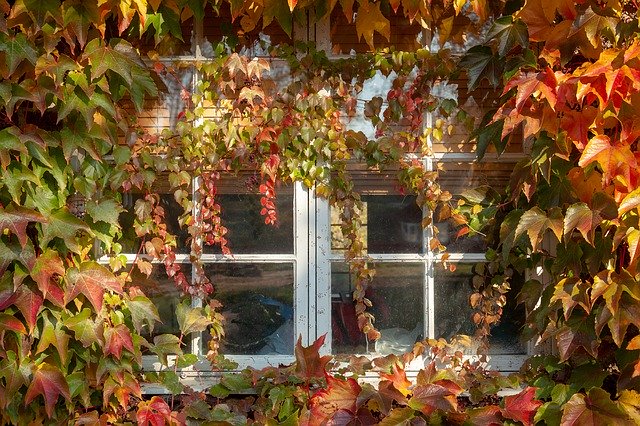 Gratis download Window Leaf Autumn - gratis foto of afbeelding om te bewerken met GIMP online afbeeldingseditor