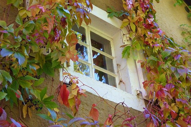 Free picture Window Leaves Overgrown Fall -  to be edited by GIMP free image editor by OffiDocs