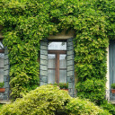 Windows and climbing plants  screen for extension Chrome web store in OffiDocs Chromium