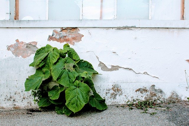 Bezpłatne pobieranie Window Windows Grass - bezpłatne zdjęcie lub obraz do edycji za pomocą internetowego edytora obrazów GIMP