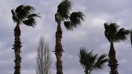 Free download Wind Palm Tree free video to be edited with OpenShot online video editor