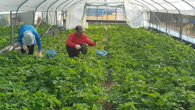 Descărcare gratuită Windproof Herbs Vegetables - fotografie sau imagini gratuite pentru a fi editate cu editorul de imagini online GIMP