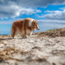 Windswept Wanderer  screen for extension Chrome web store in OffiDocs Chromium