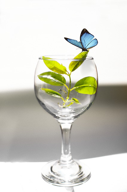Free download wineglass plant green butterfly free picture to be edited with GIMP free online image editor