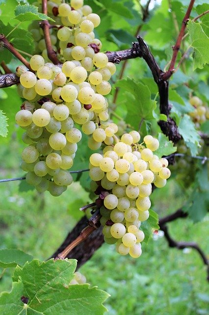 Gratis download Wine Grape Grapes - gratis gratis foto of afbeelding om te bewerken met GIMP online afbeeldingseditor