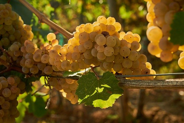 Free download Wine Grapes Vine -  free photo or picture to be edited with GIMP online image editor