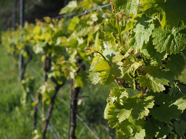 تنزيل مجاني Wine Grapevine Grapes - صورة مجانية أو صورة ليتم تحريرها باستخدام محرر الصور عبر الإنترنت GIMP