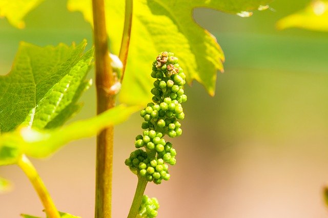 Descărcare gratuită Wine Grapevine Vine - fotografie sau imagini gratuite pentru a fi editate cu editorul de imagini online GIMP