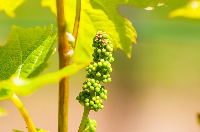 ดาวน์โหลดฟรี Wine Grapevine Vine - ภาพถ่ายหรือรูปภาพฟรีที่จะแก้ไขด้วยโปรแกรมแก้ไขรูปภาพออนไลน์ GIMP