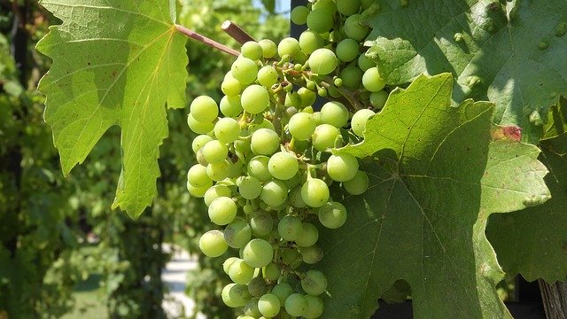 Muat turun percuma Wine Grapevine Viticulture The - foto atau gambar percuma untuk diedit dengan editor imej dalam talian GIMP