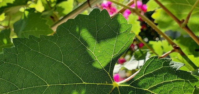 Descarga gratuita Wine Leaf Grape: foto o imagen gratuita para editar con el editor de imágenes en línea GIMP