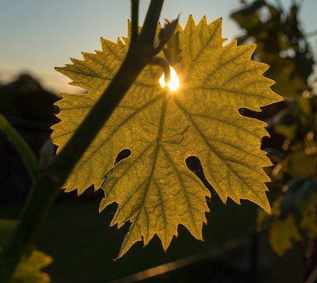 Gratis download Wine Leaf Sun - gratis foto of afbeelding om te bewerken met GIMP online afbeeldingseditor