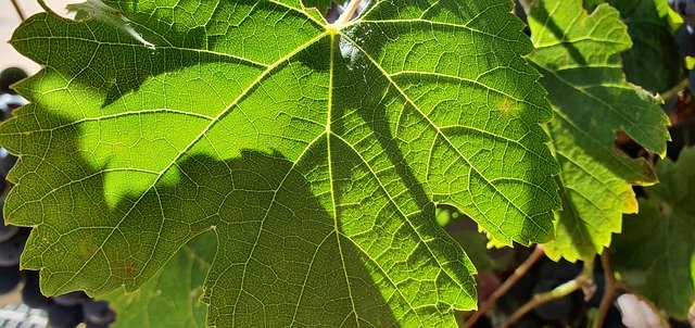 ດາວ​ໂຫຼດ​ຟຣີ Wine Light Sun - ຮູບ​ພາບ​ຟຣີ​ຫຼື​ຮູບ​ພາບ​ທີ່​ຈະ​ໄດ້​ຮັບ​ການ​ແກ້​ໄຂ​ກັບ GIMP ອອນ​ໄລ​ນ​໌​ບັນ​ນາ​ທິ​ການ​ຮູບ​ພາບ​