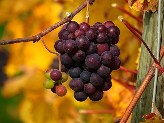 Téléchargement gratuit de l'image gratuite du vignoble de raisins de fruits bio de vin à éditer avec l'éditeur d'images en ligne gratuit GIMP
