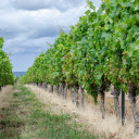 Wine paradise  screen for extension Chrome web store in OffiDocs Chromium