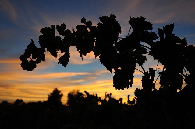 Free download Wine Silhouette Vine -  free photo or picture to be edited with GIMP online image editor
