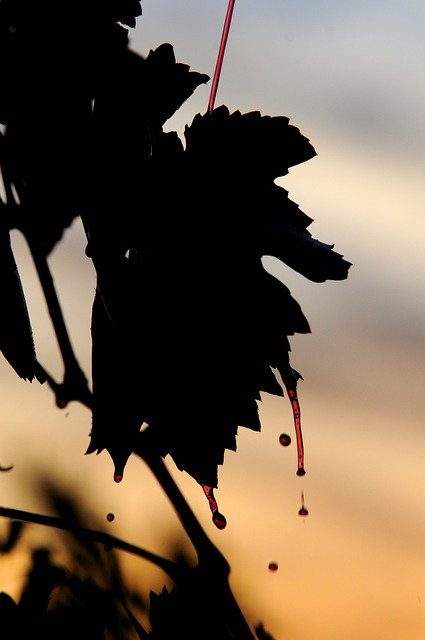 Free picture Wine Sun Silhouette -  to be edited by GIMP free image editor by OffiDocs