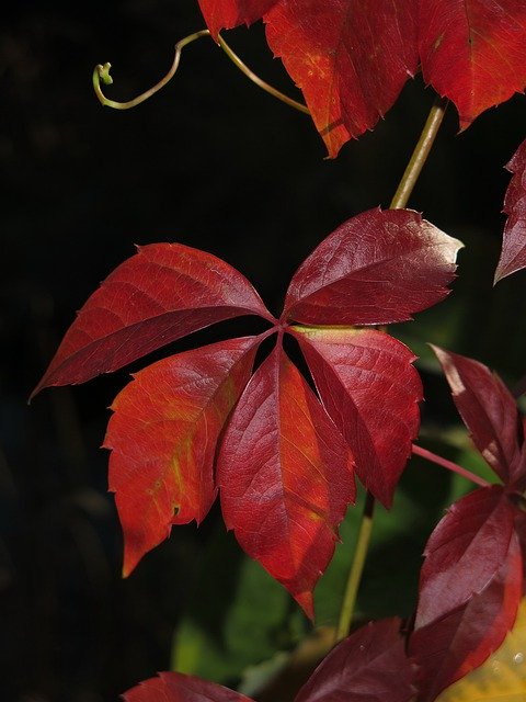 Kostenloser Download Wine Vine Leaves Red - kostenlose Fotovorlage zur Bearbeitung mit GIMP Online-Bildbearbeitung