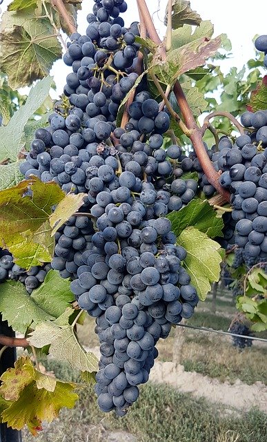 Téléchargement gratuit de Wine Vines Vine - photo ou image gratuite à éditer avec l'éditeur d'images en ligne GIMP